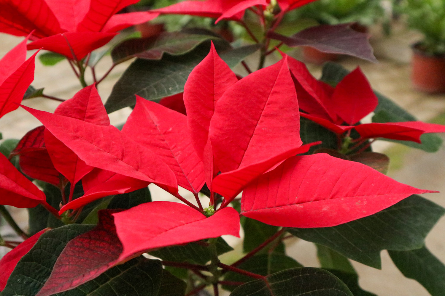 poinsettia