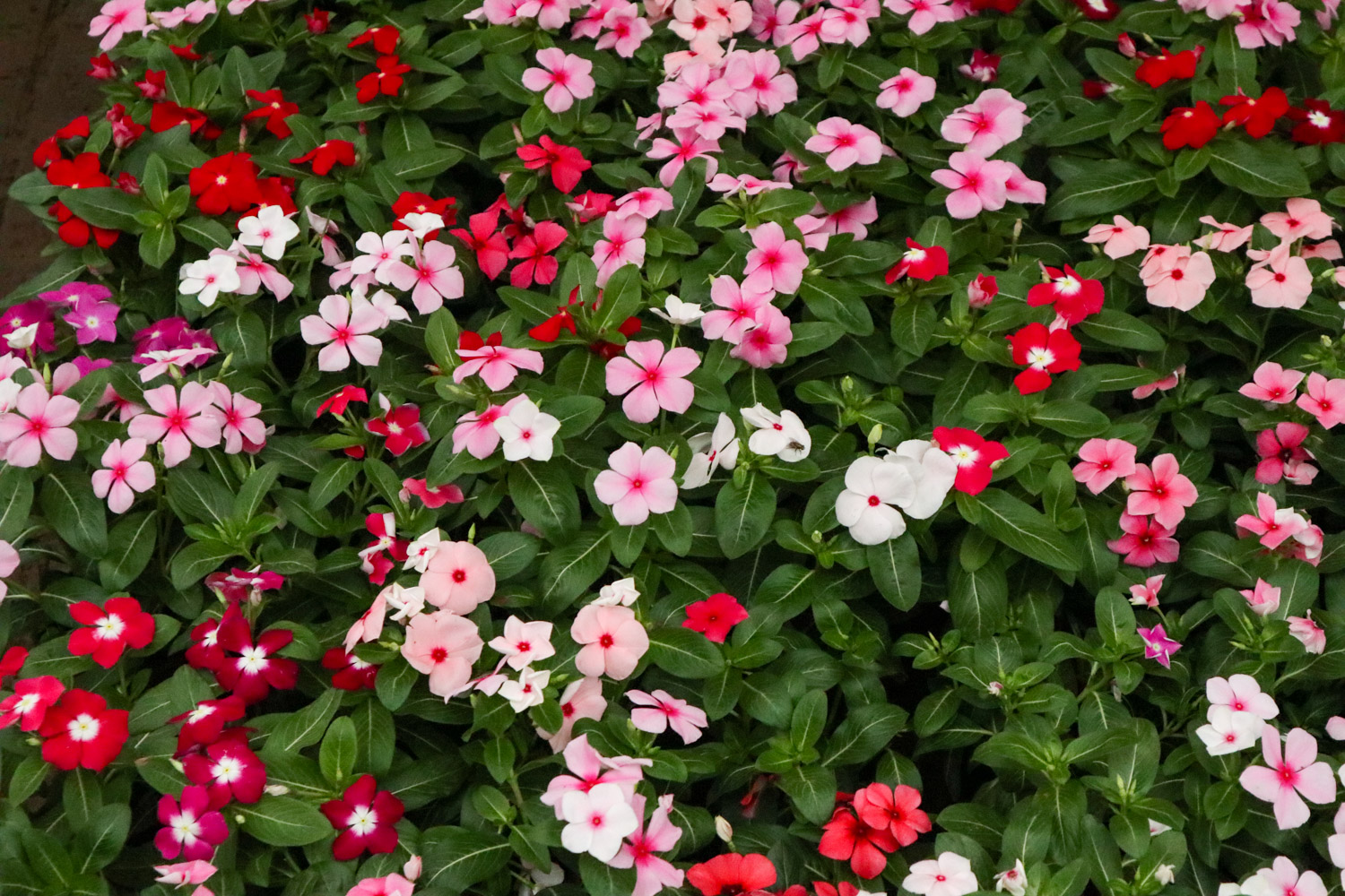 Madagascar rosy periwinkle