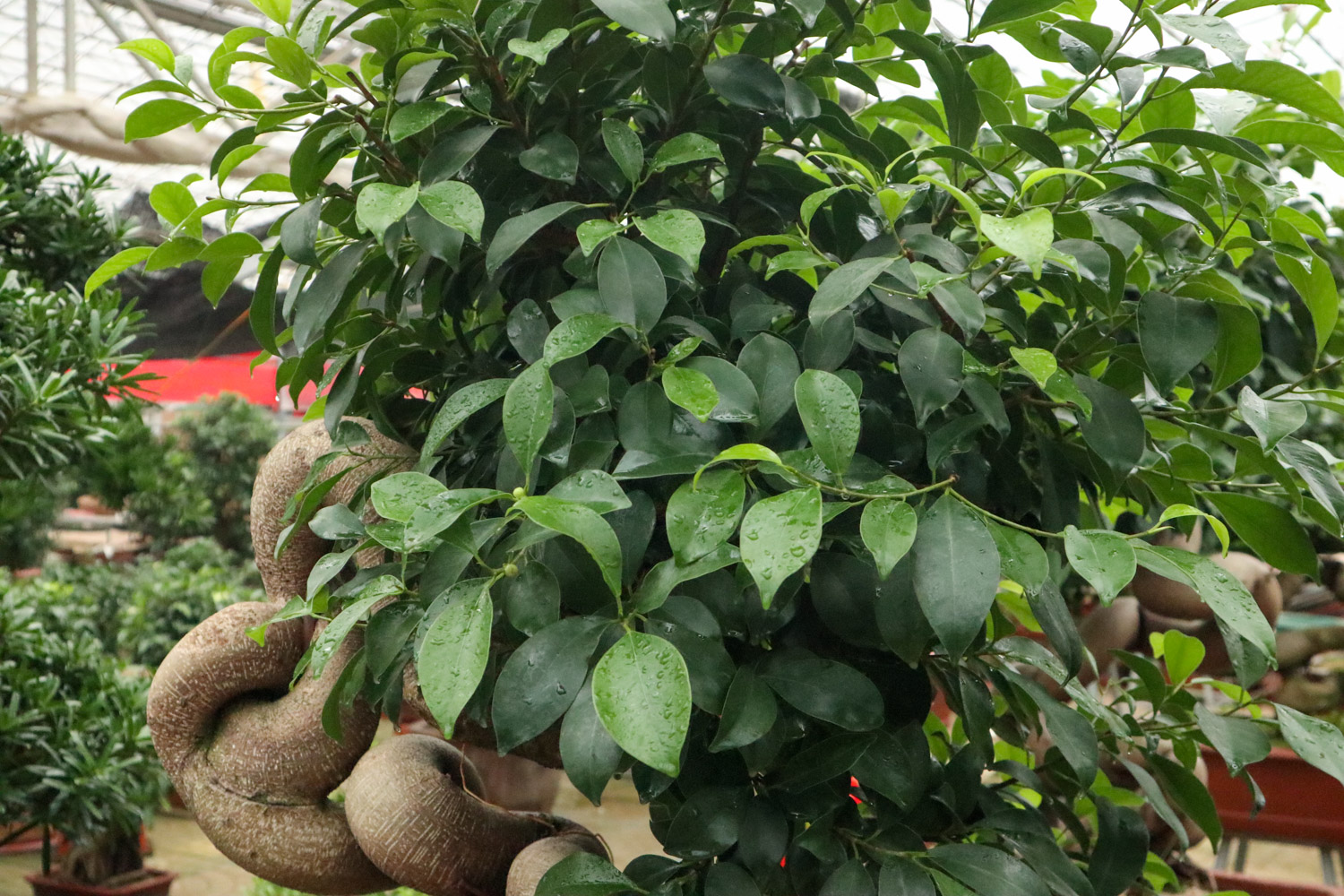 Ficus microcarpa