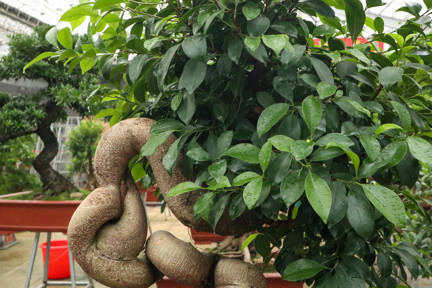 Ficus microcarpa