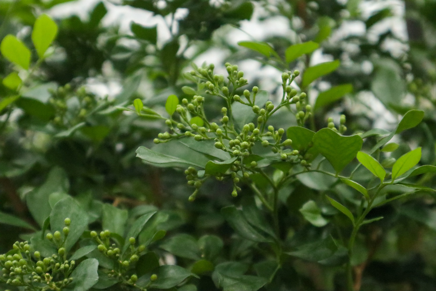 Orange Jessamine