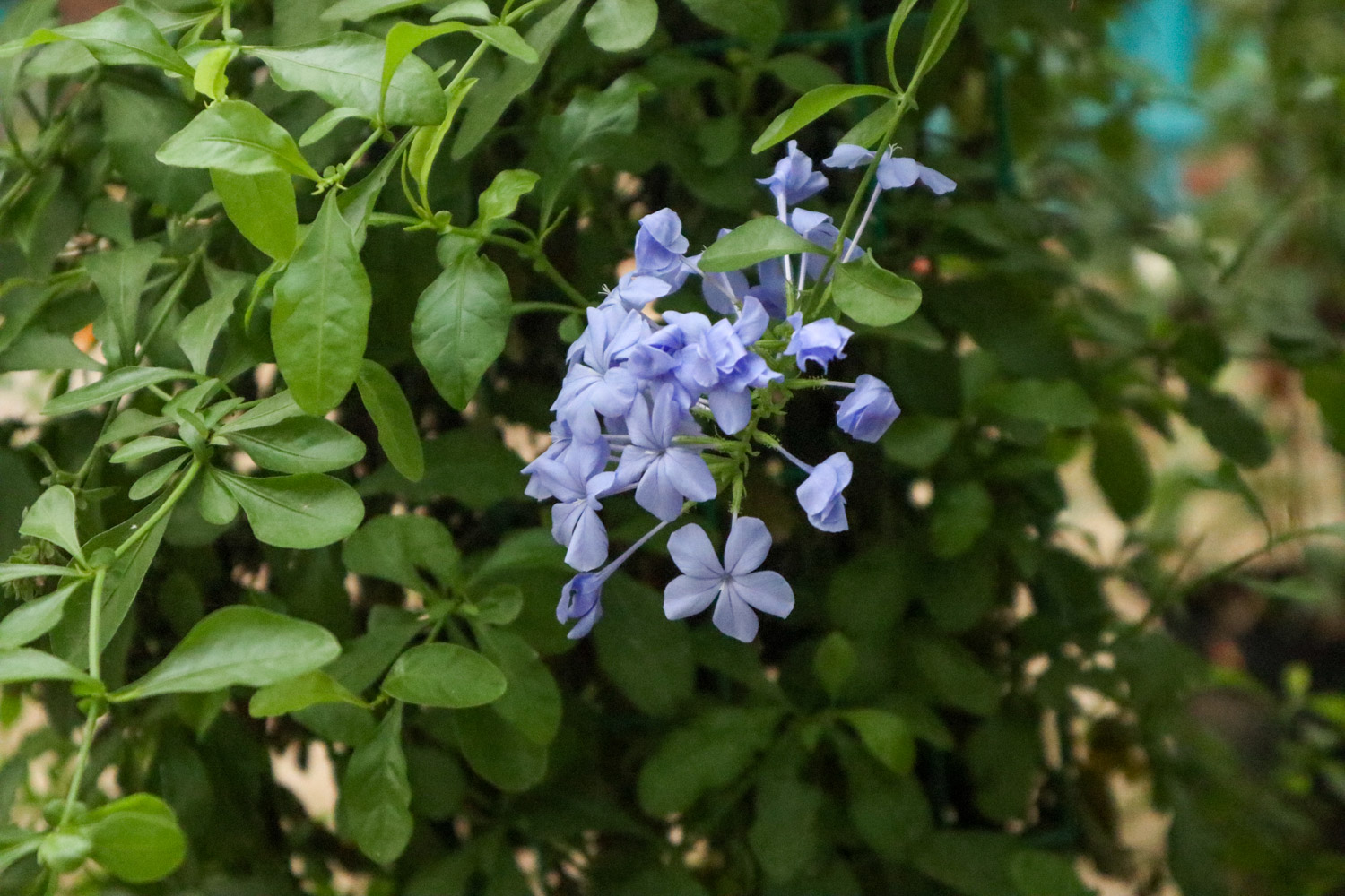 Plumbago Auriculata