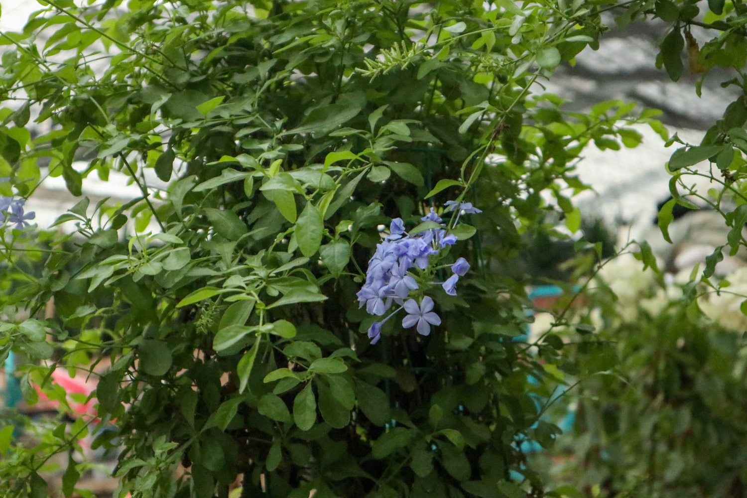 Plumbago Auriculata