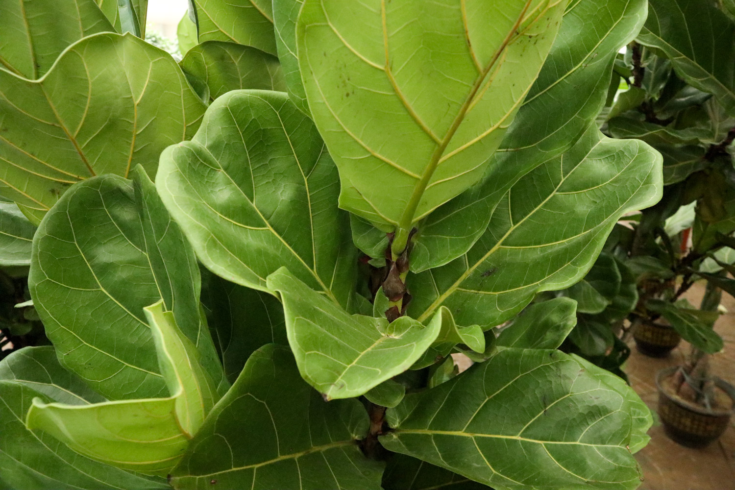 Banyan leaf