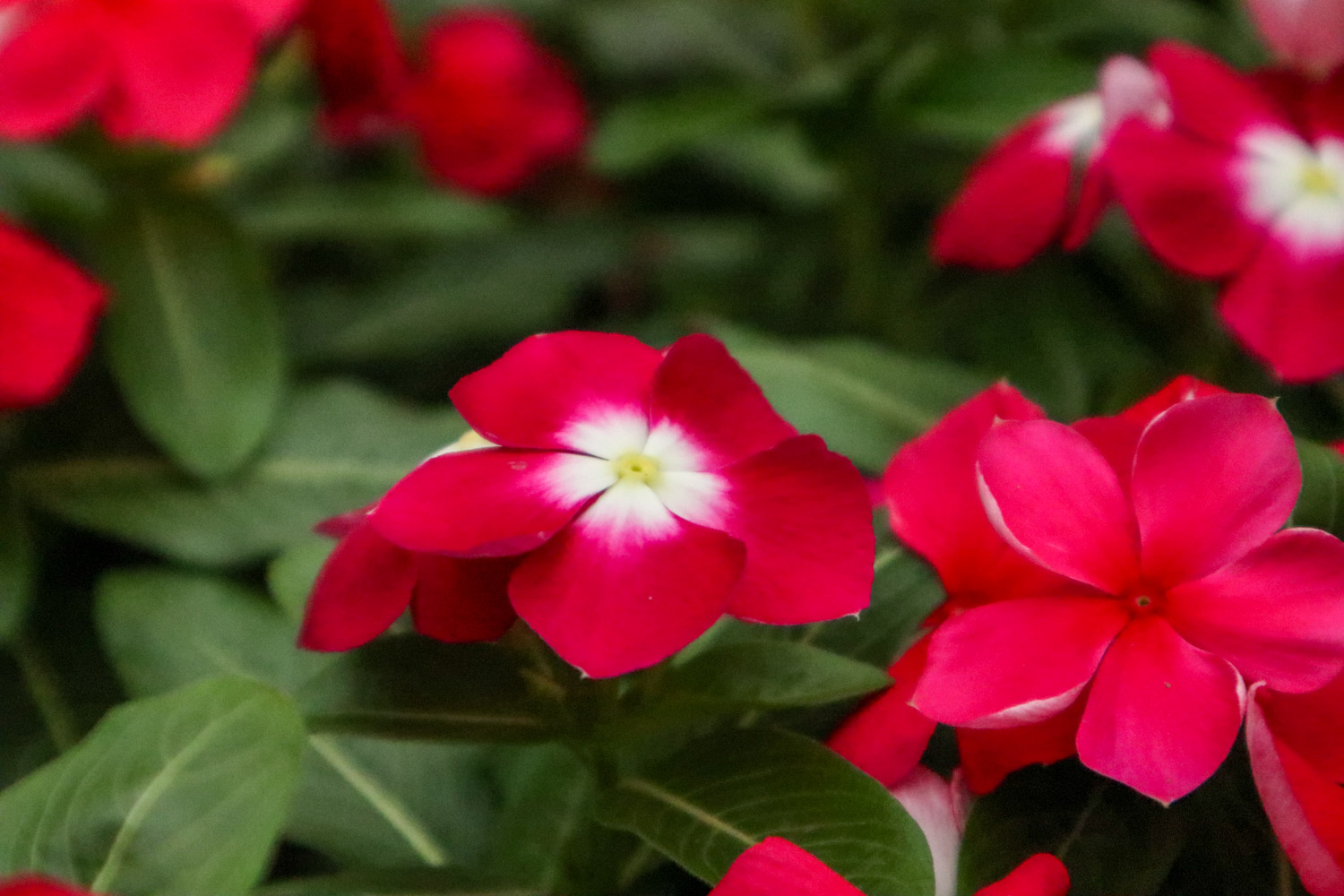 Madagascar rosy periwinkle