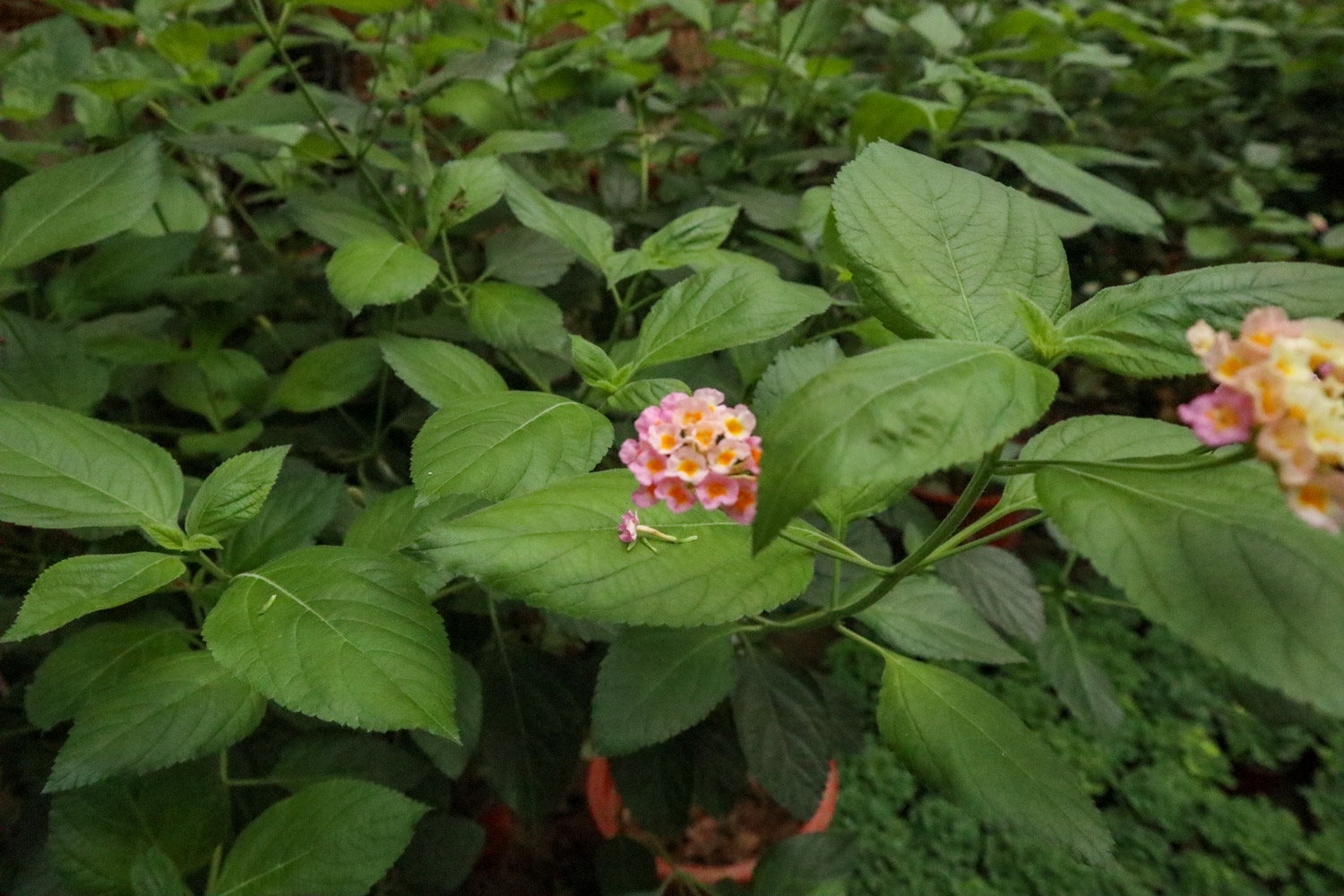 Lantana camara