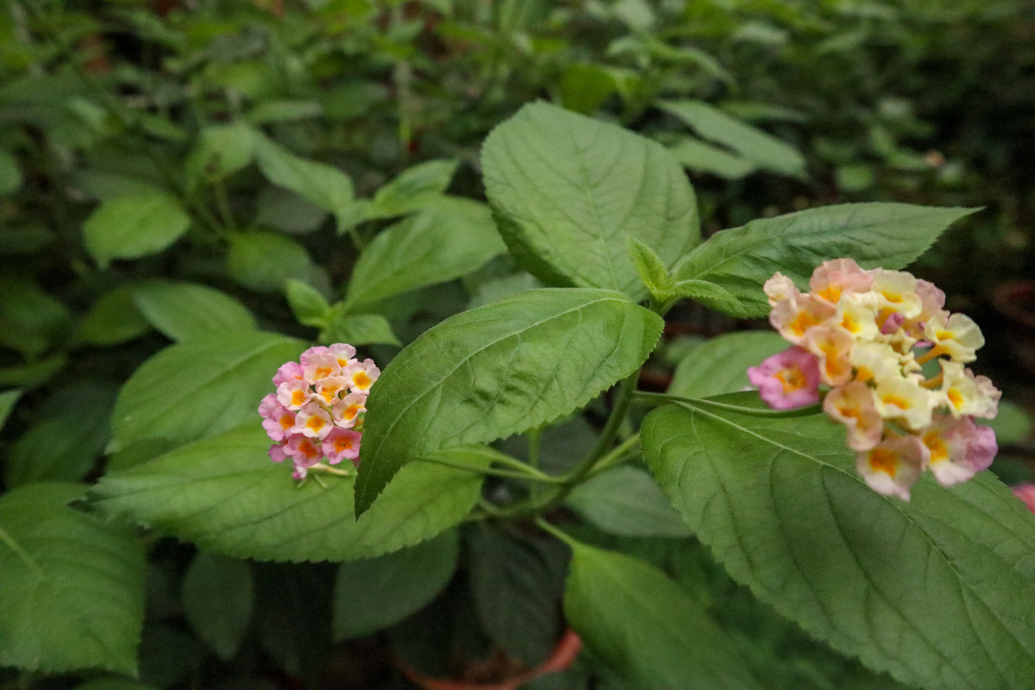 Lantana camara