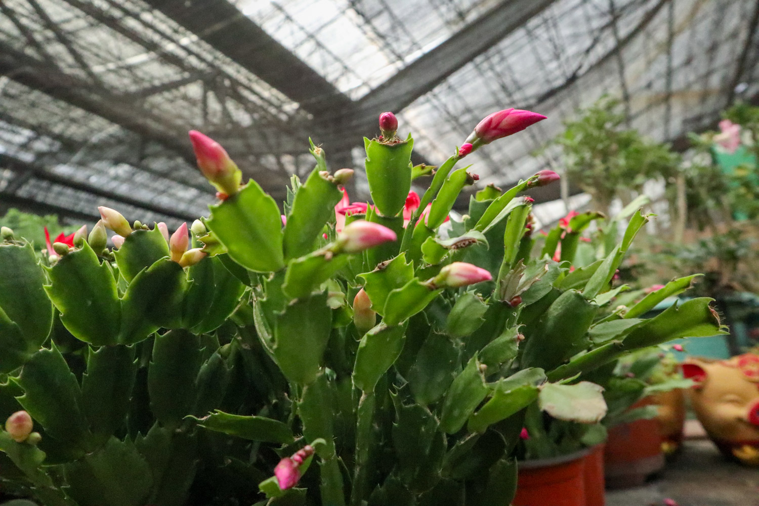 crab cactus