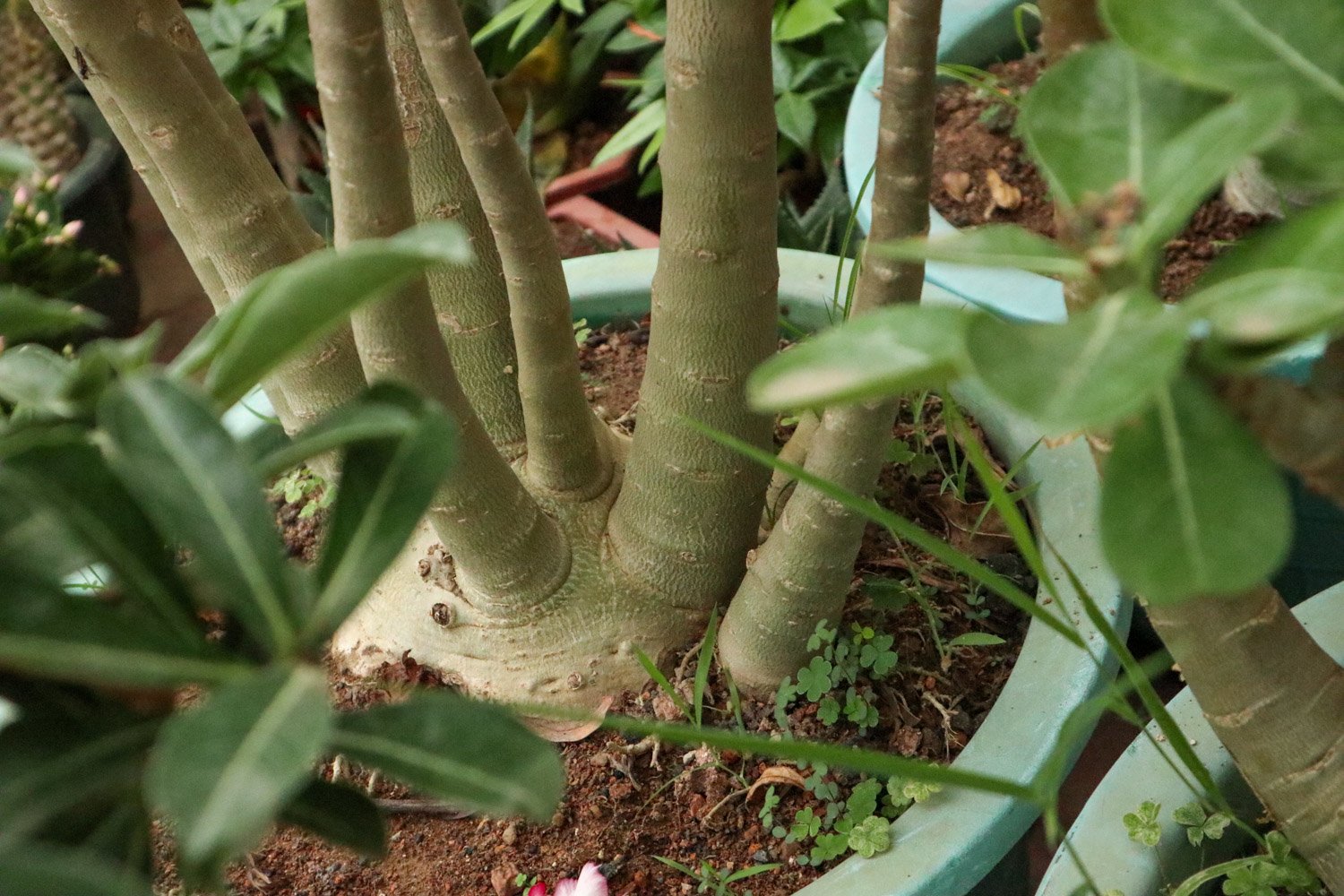 Adenium obesum