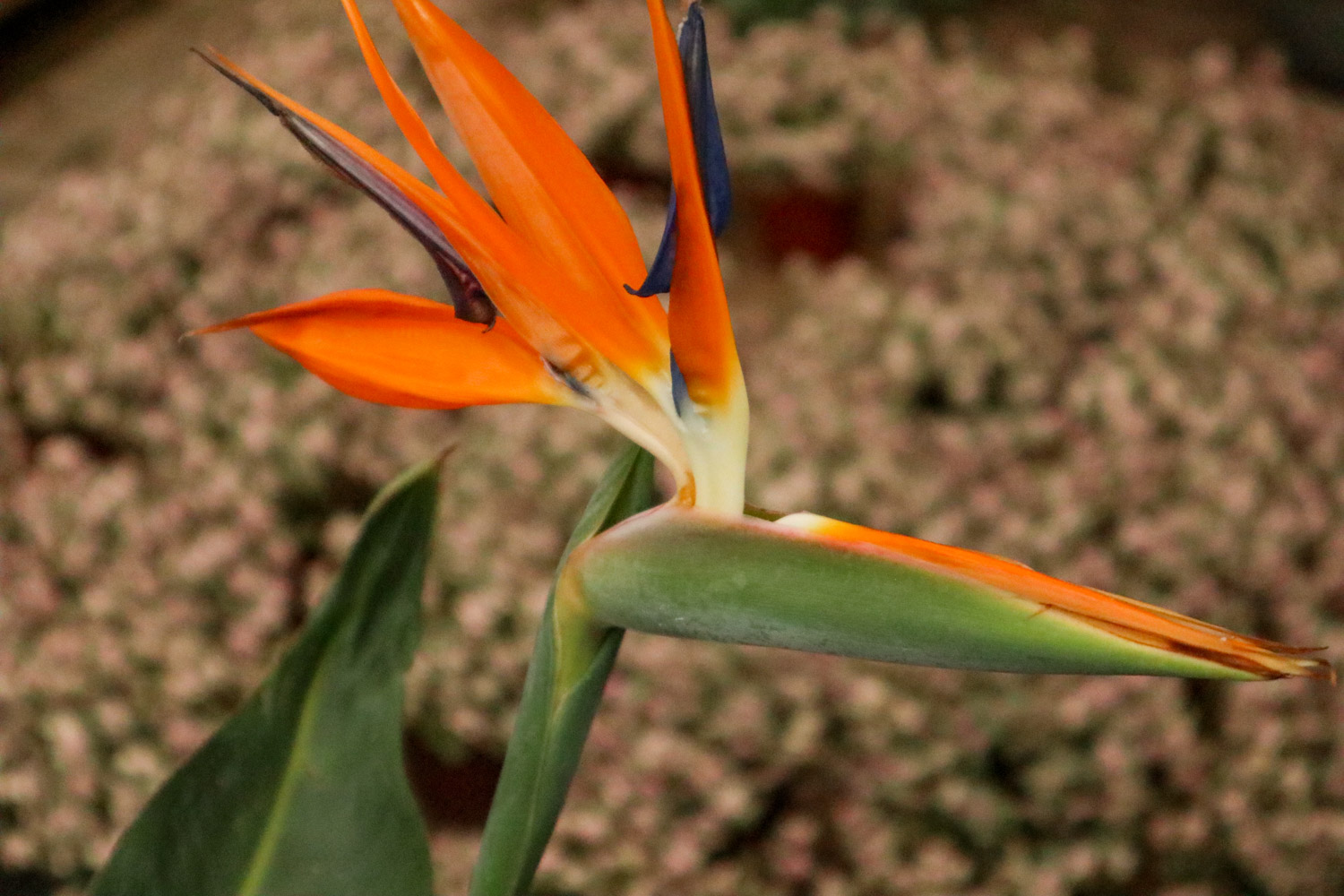 Bird of Paradise