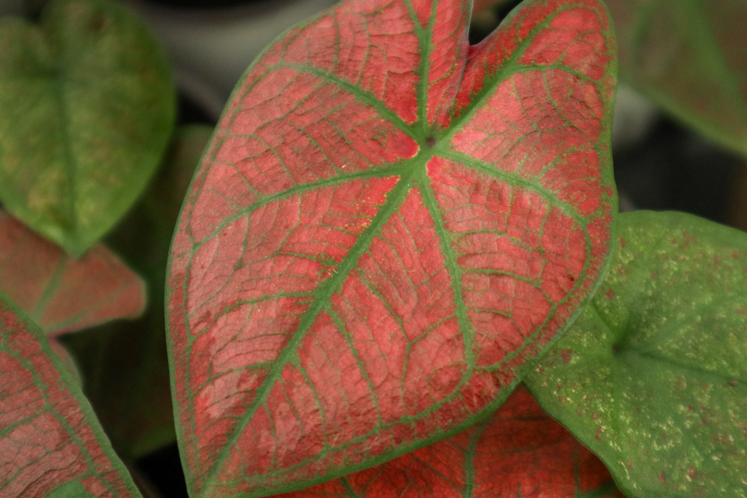 Caladium