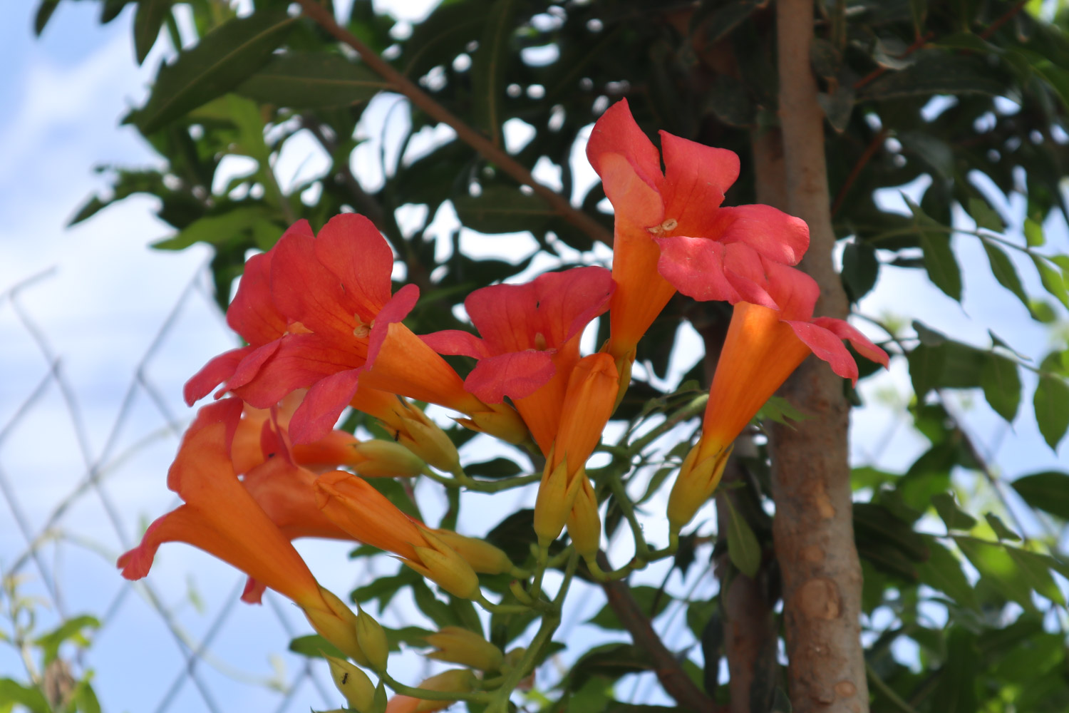 Chinese trumpet creeper