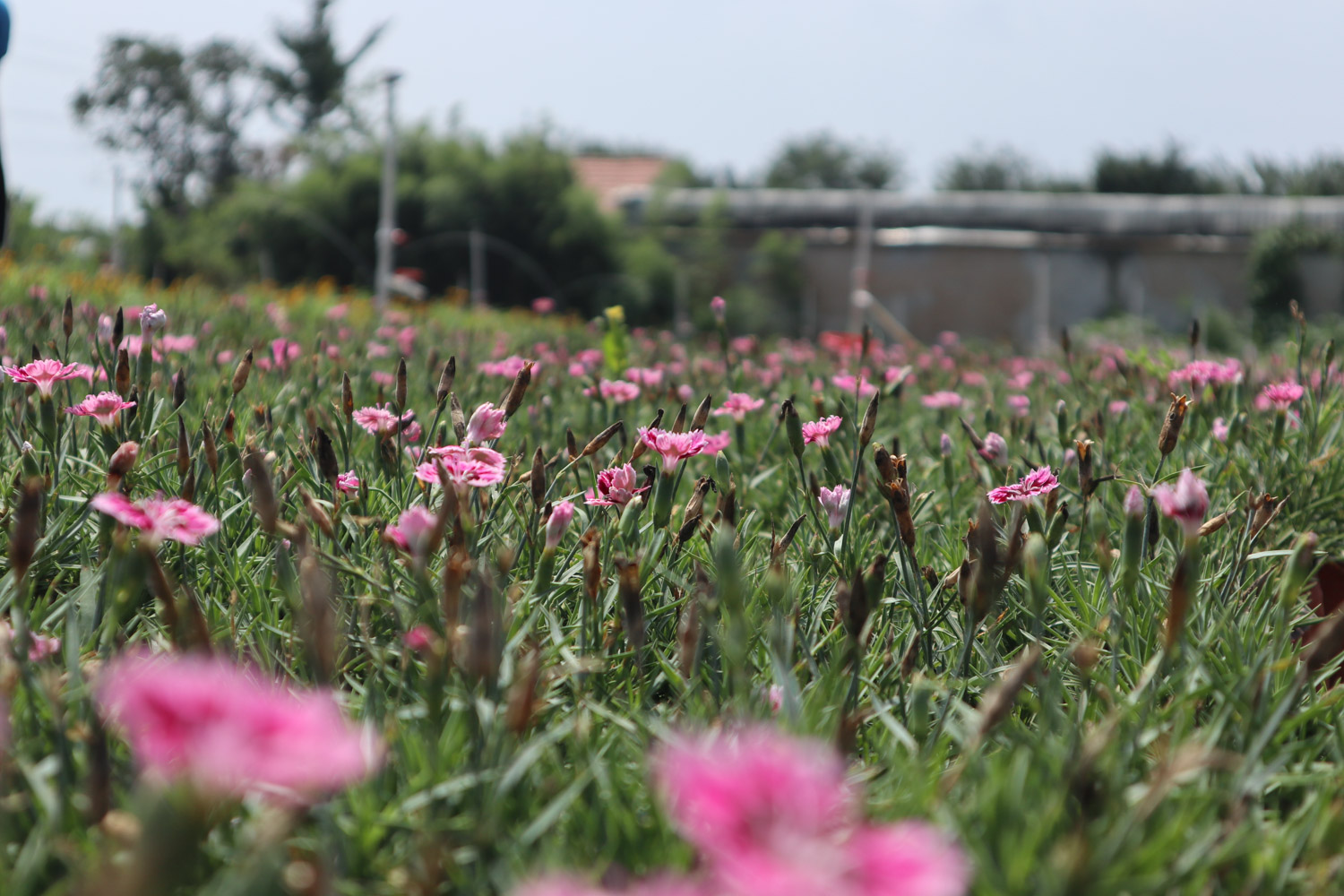 dianthus