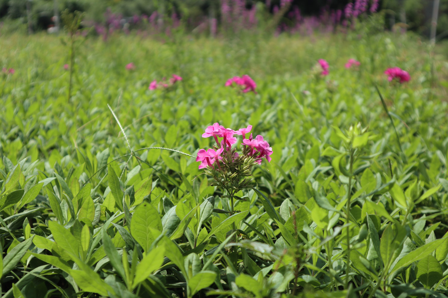 dianthus