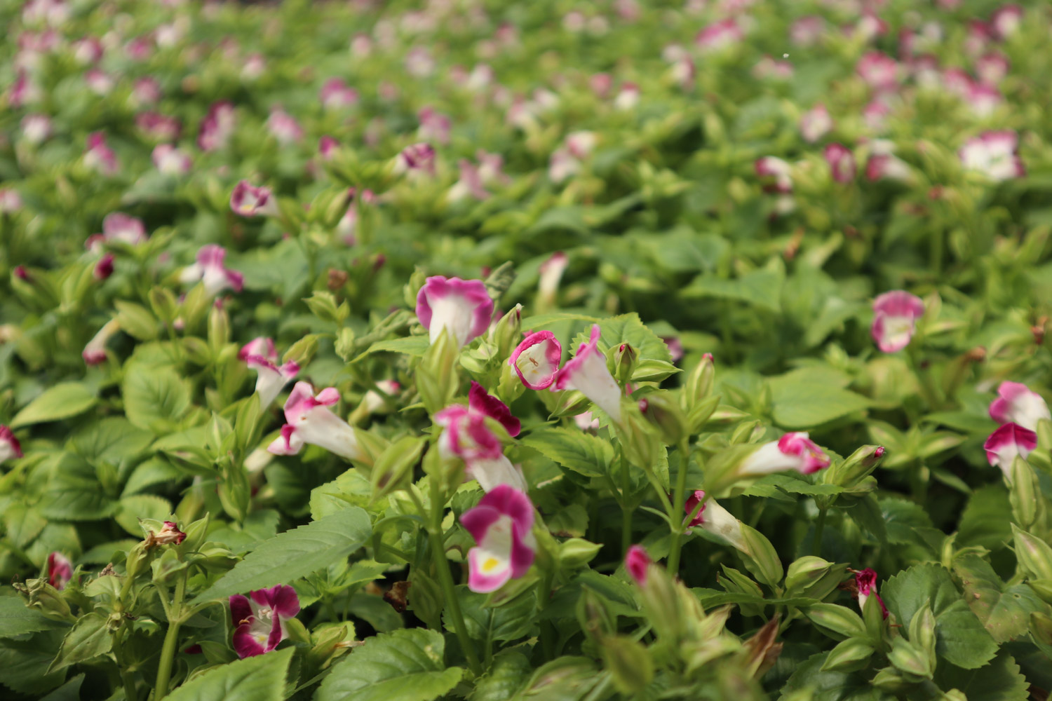 torenia fournieri