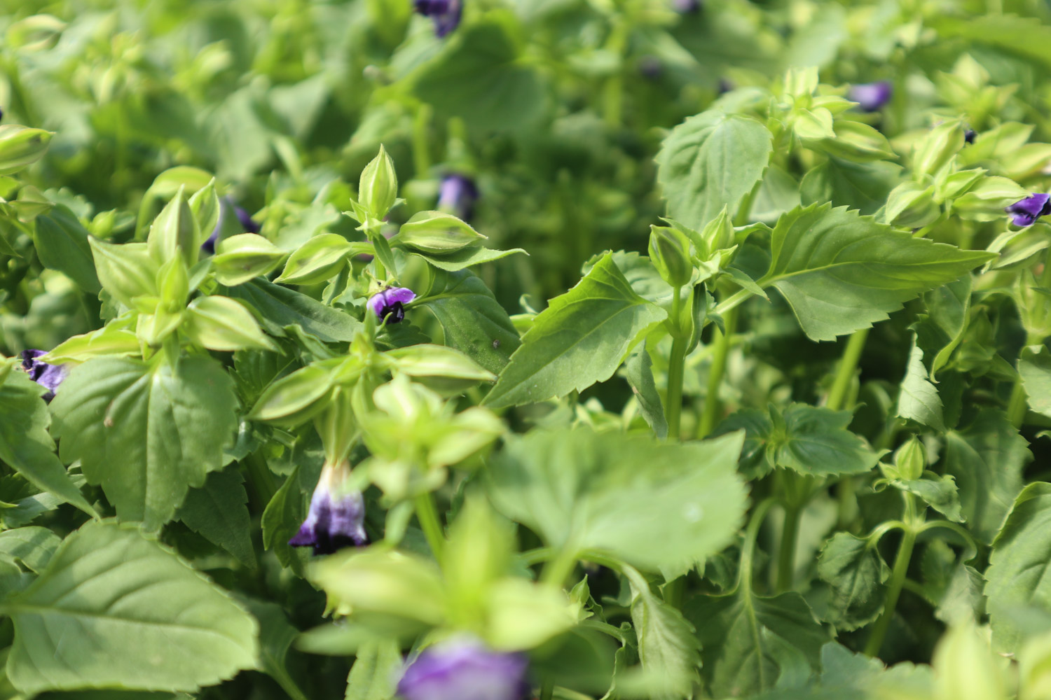 torenia fournieri