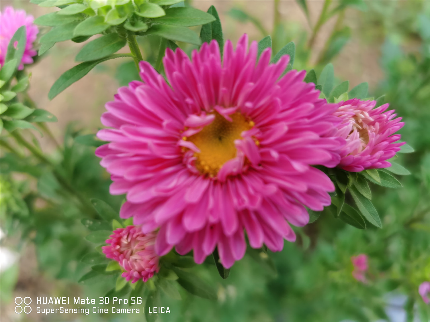 China aster