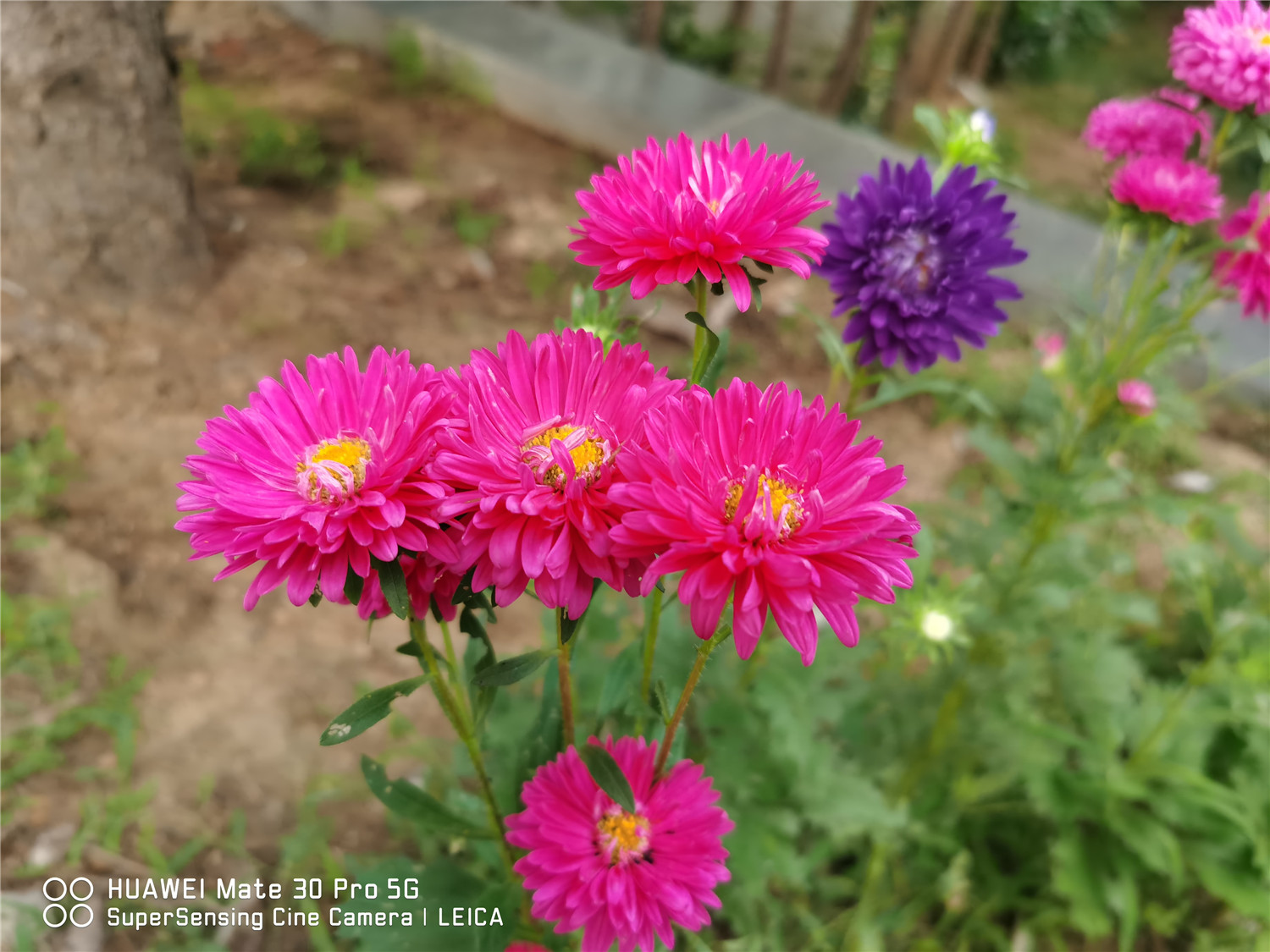 China aster