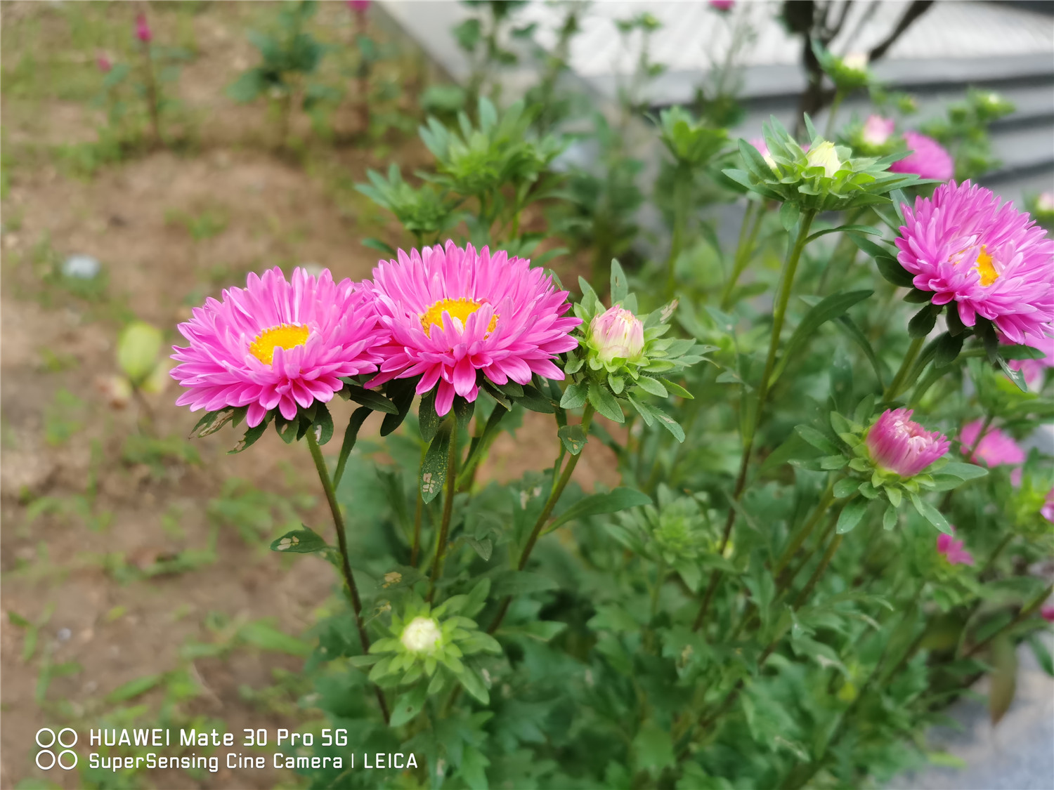 China aster