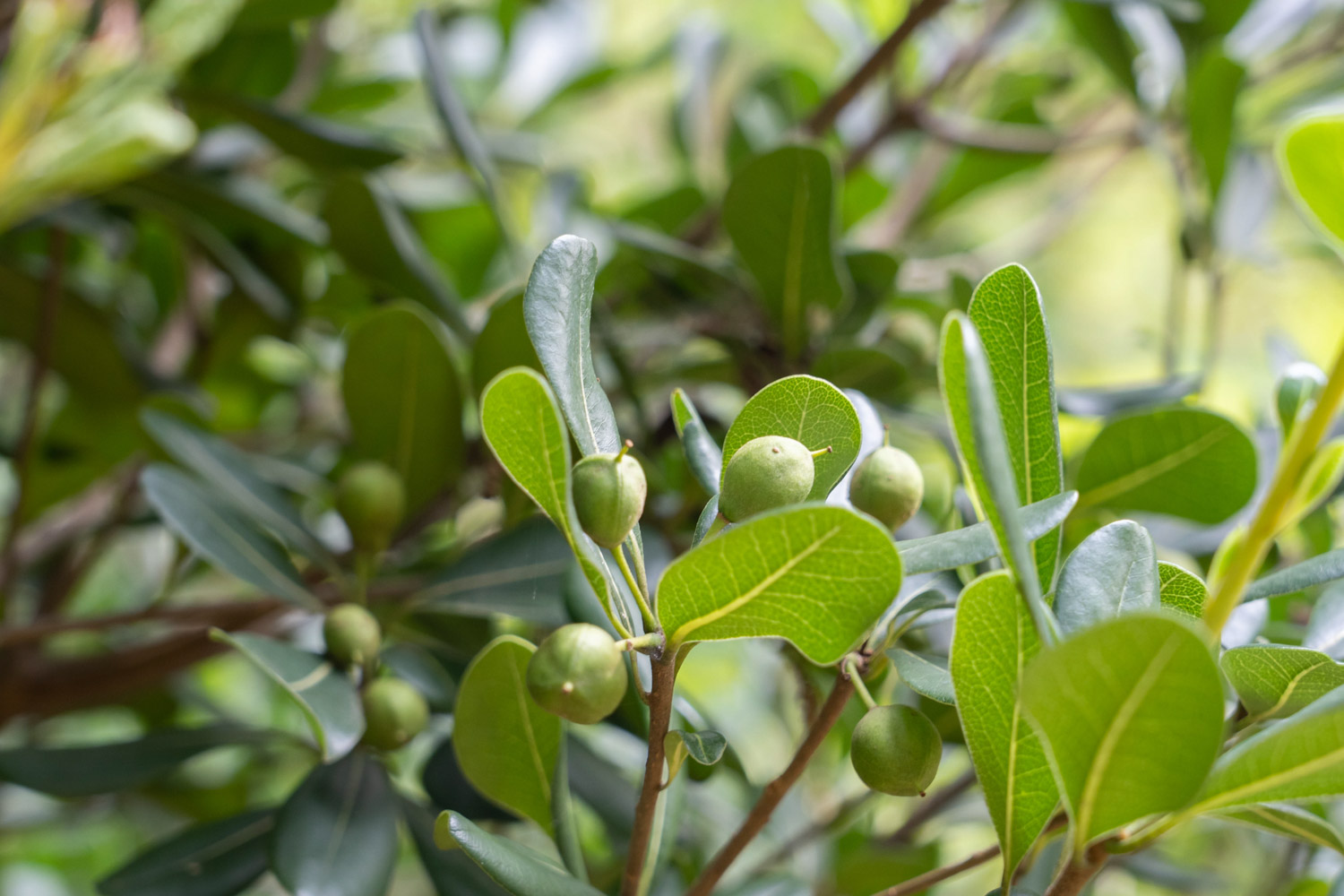 pittosporum tobira