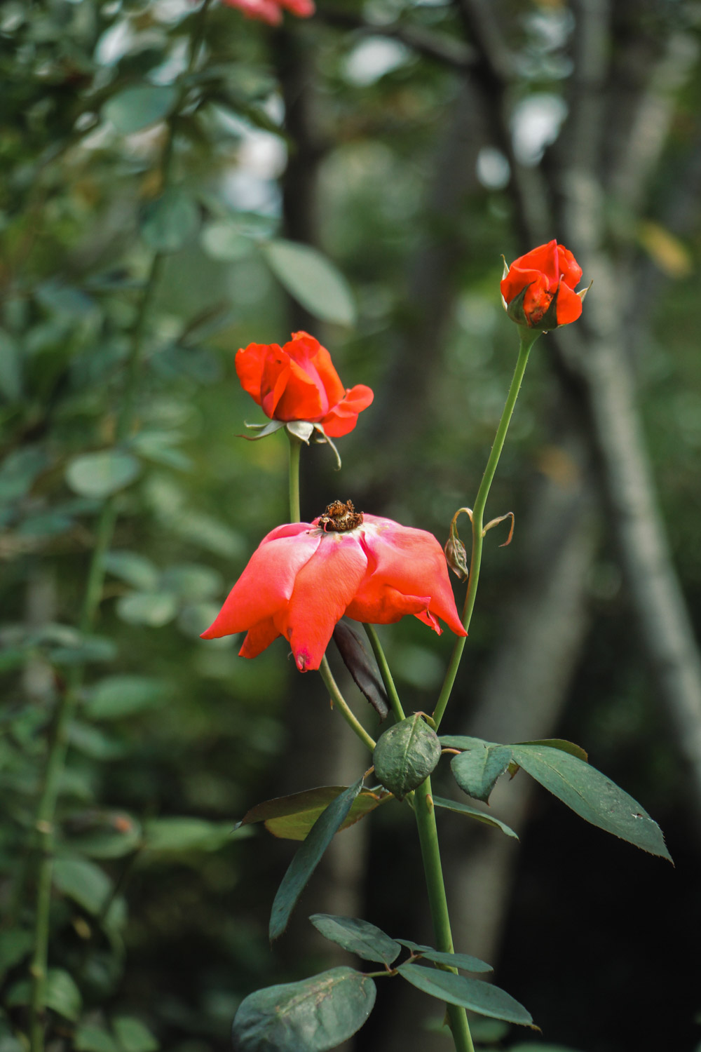 chinese rose