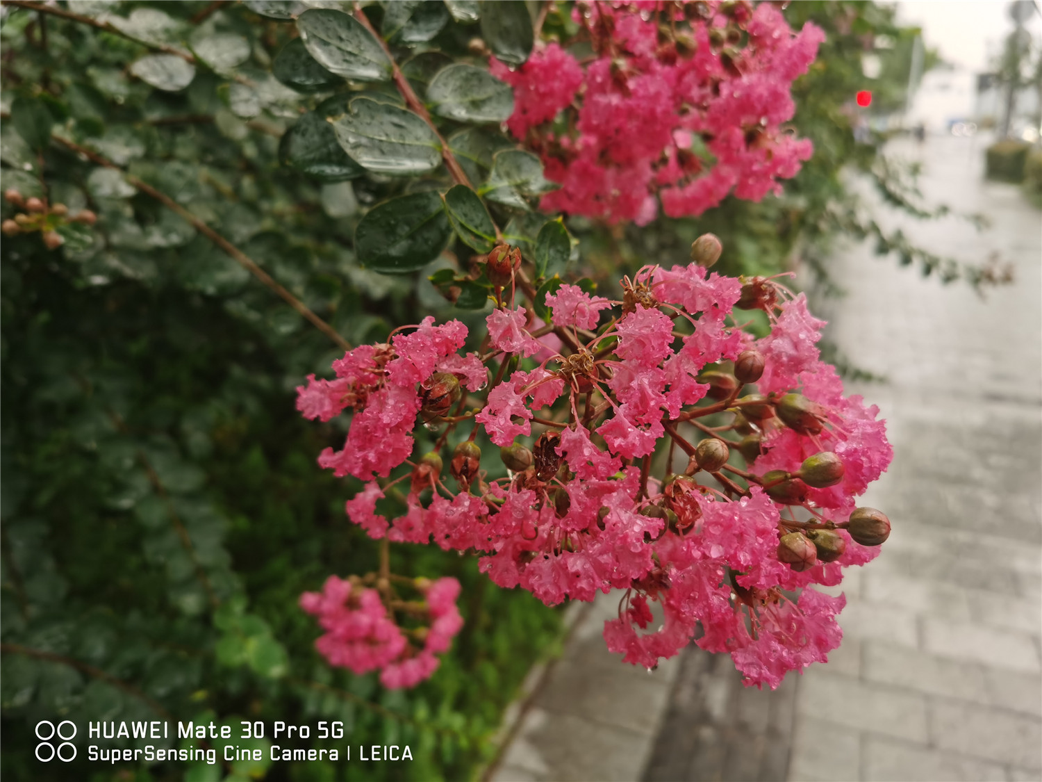 Crape myrtle