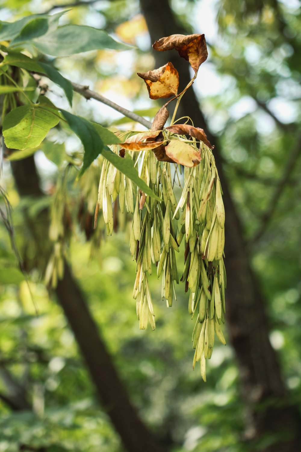 Ash trees