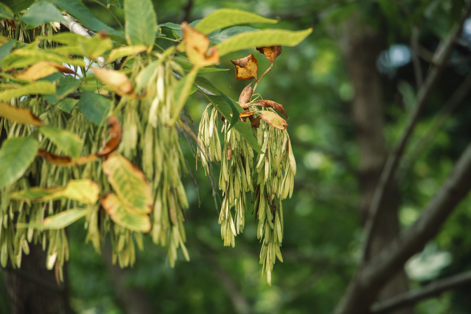 Ash trees