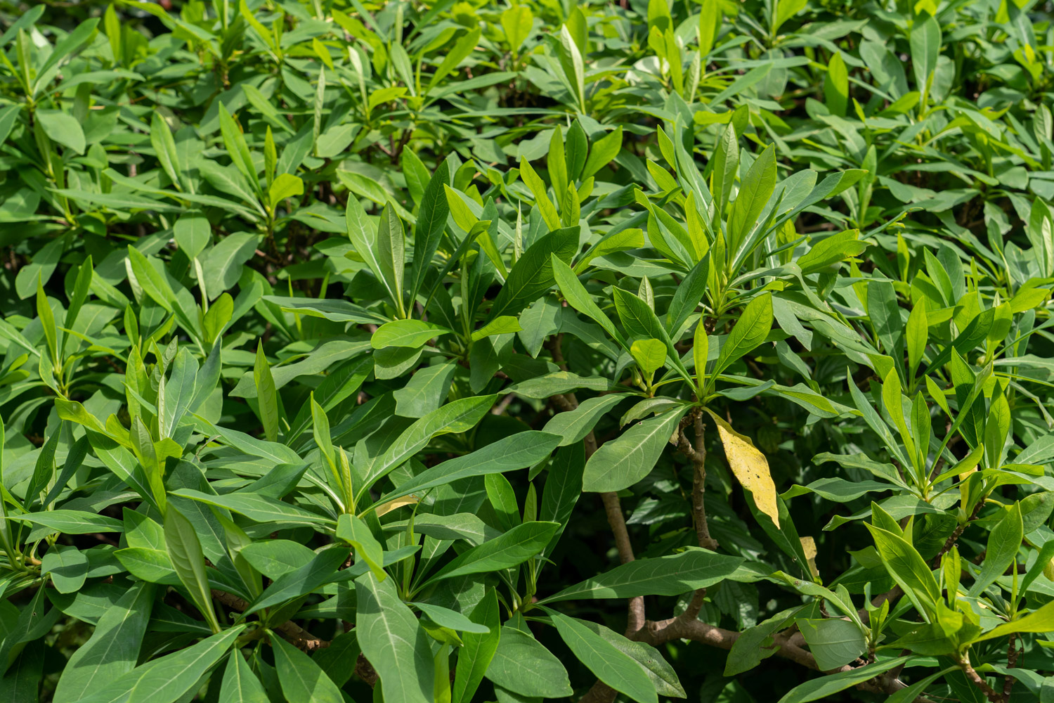 Oriental Paperbush