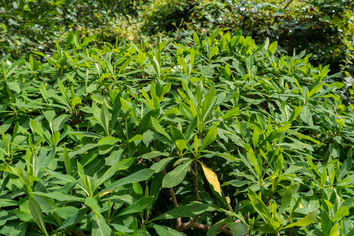 Oriental Paperbush