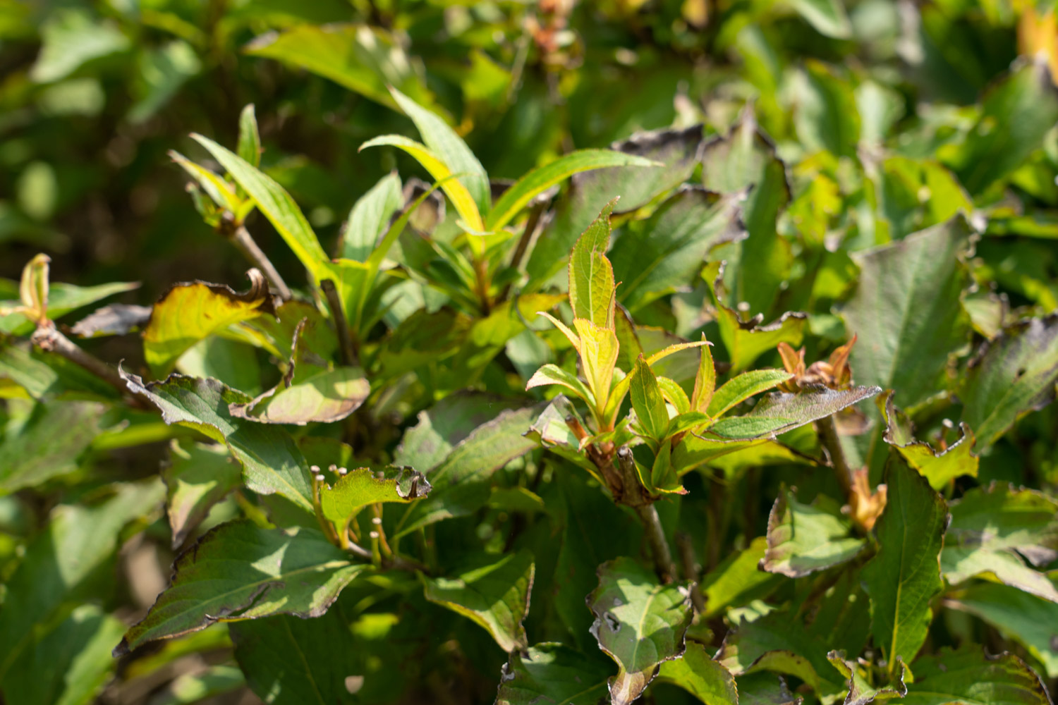 Weigela florida