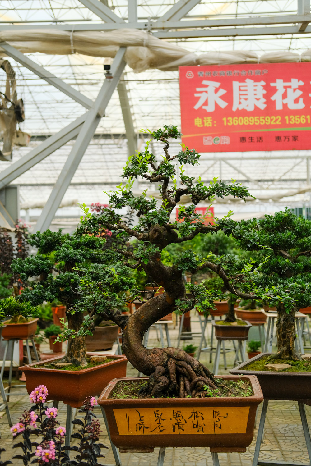 bonsai