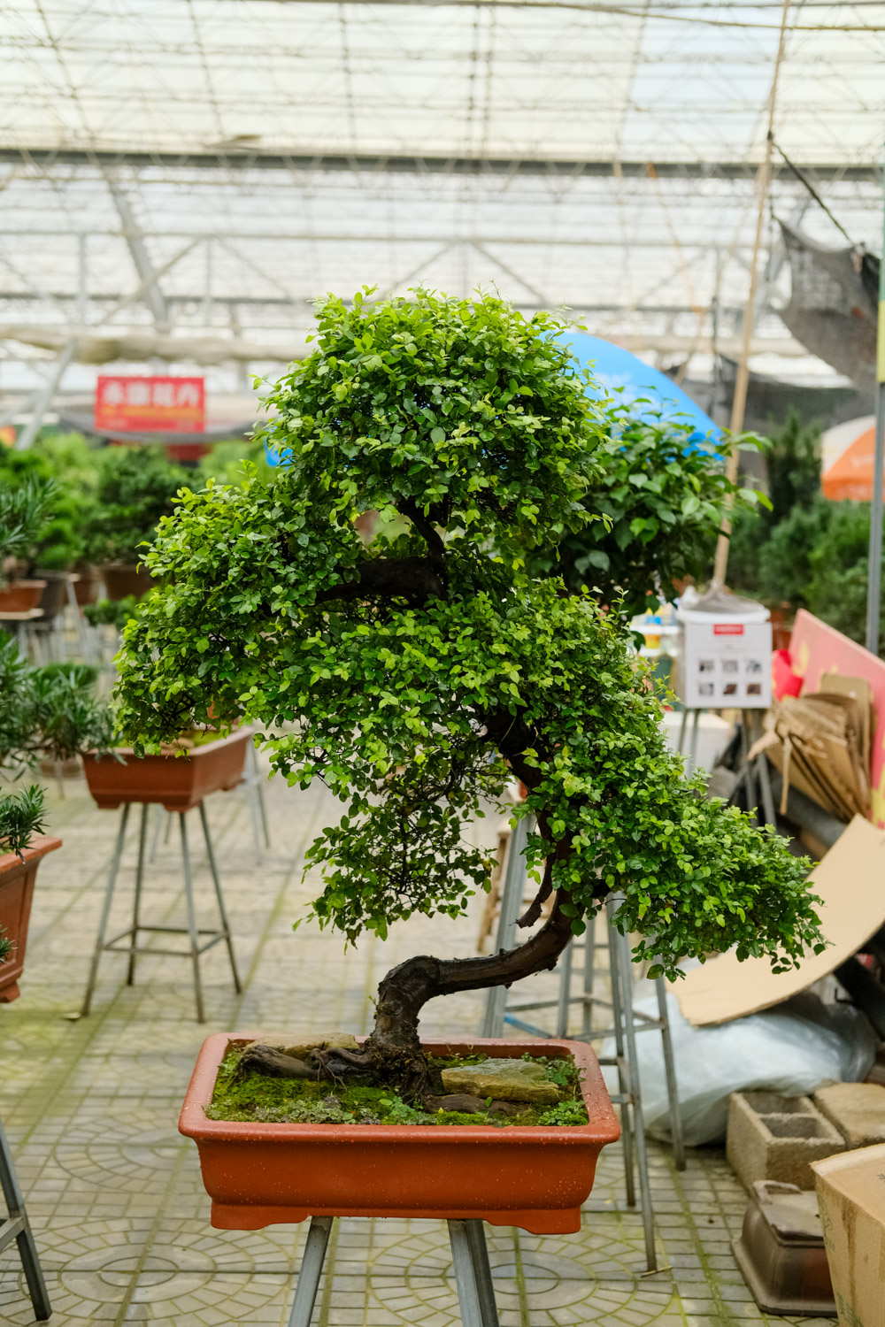 bonsai