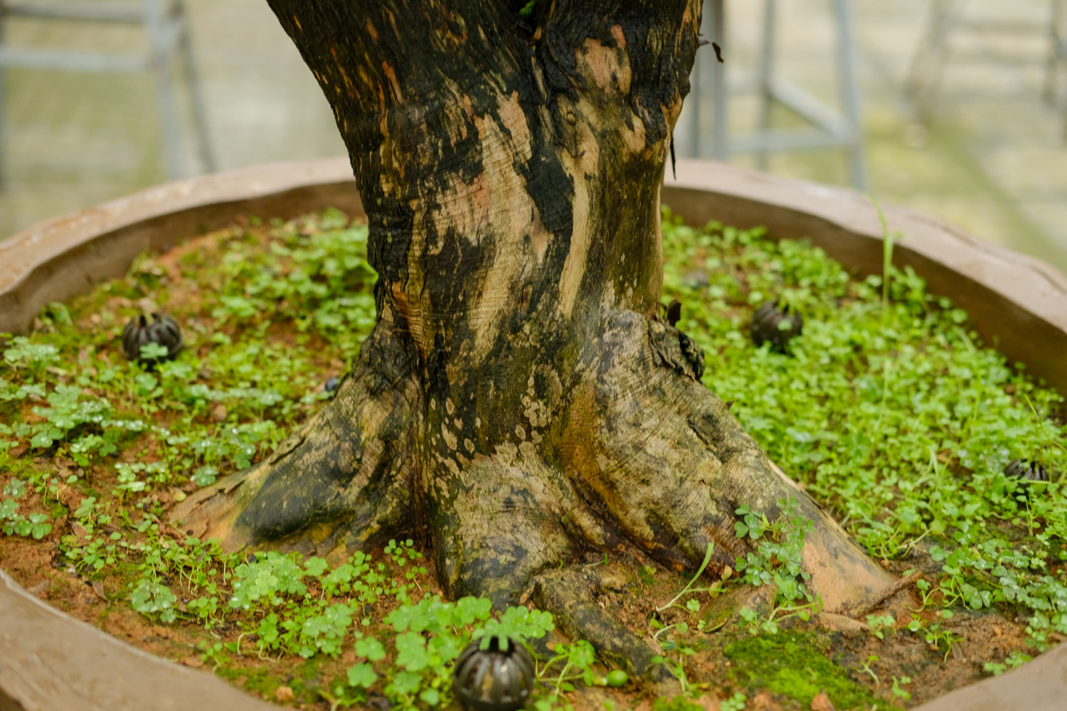 bonsai