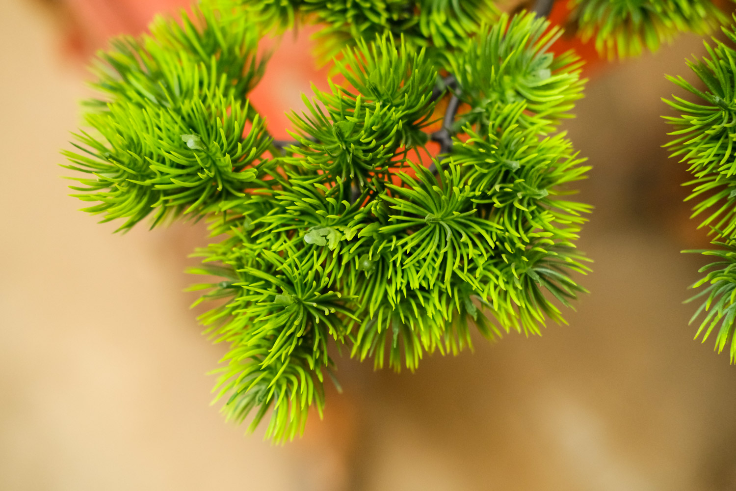 bonsai