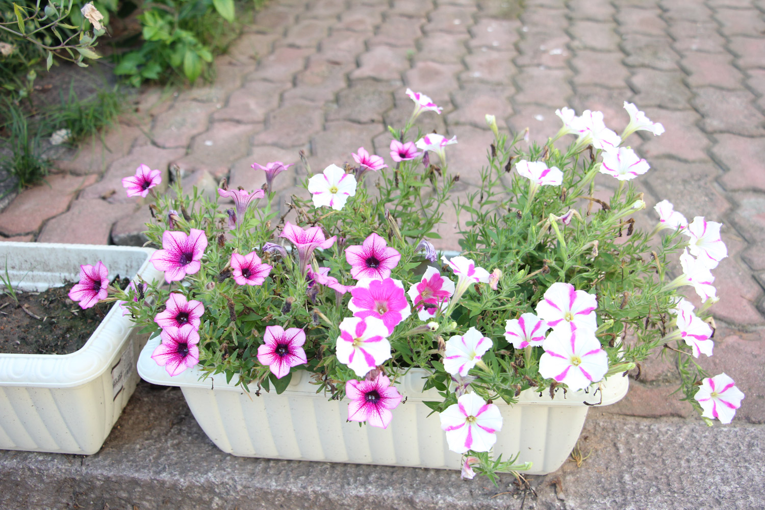 Petunia hybrida