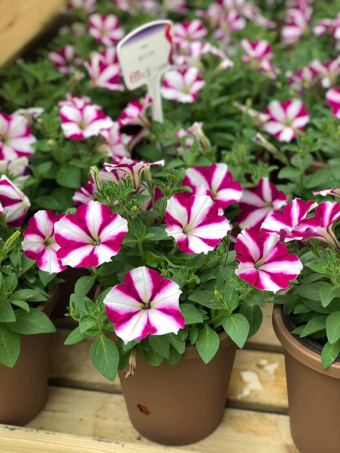 Petunia hybrida