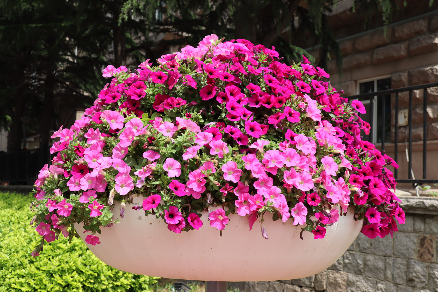 Petunia hybrida