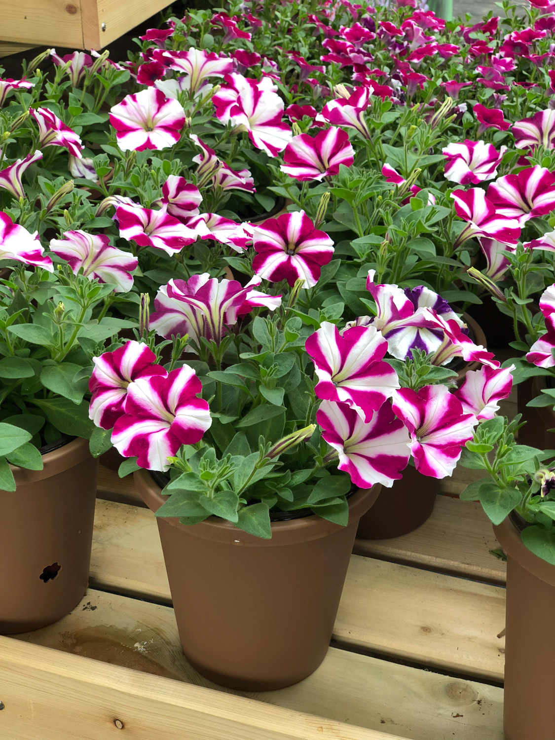 Petunia hybrida