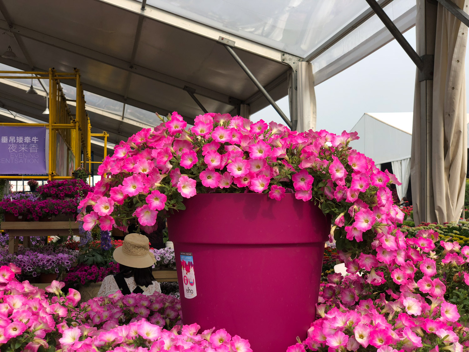 Petunia hybrida