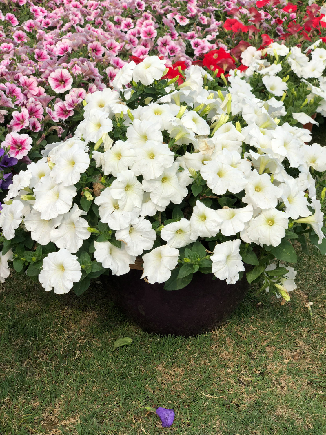 Petunia hybrida