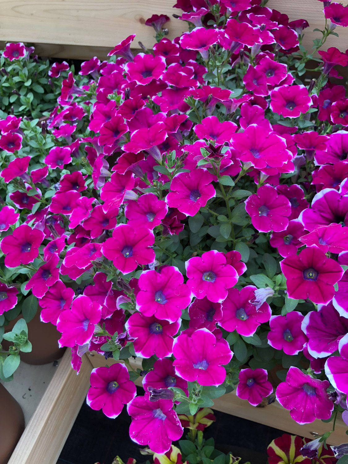 Petunia hybrida