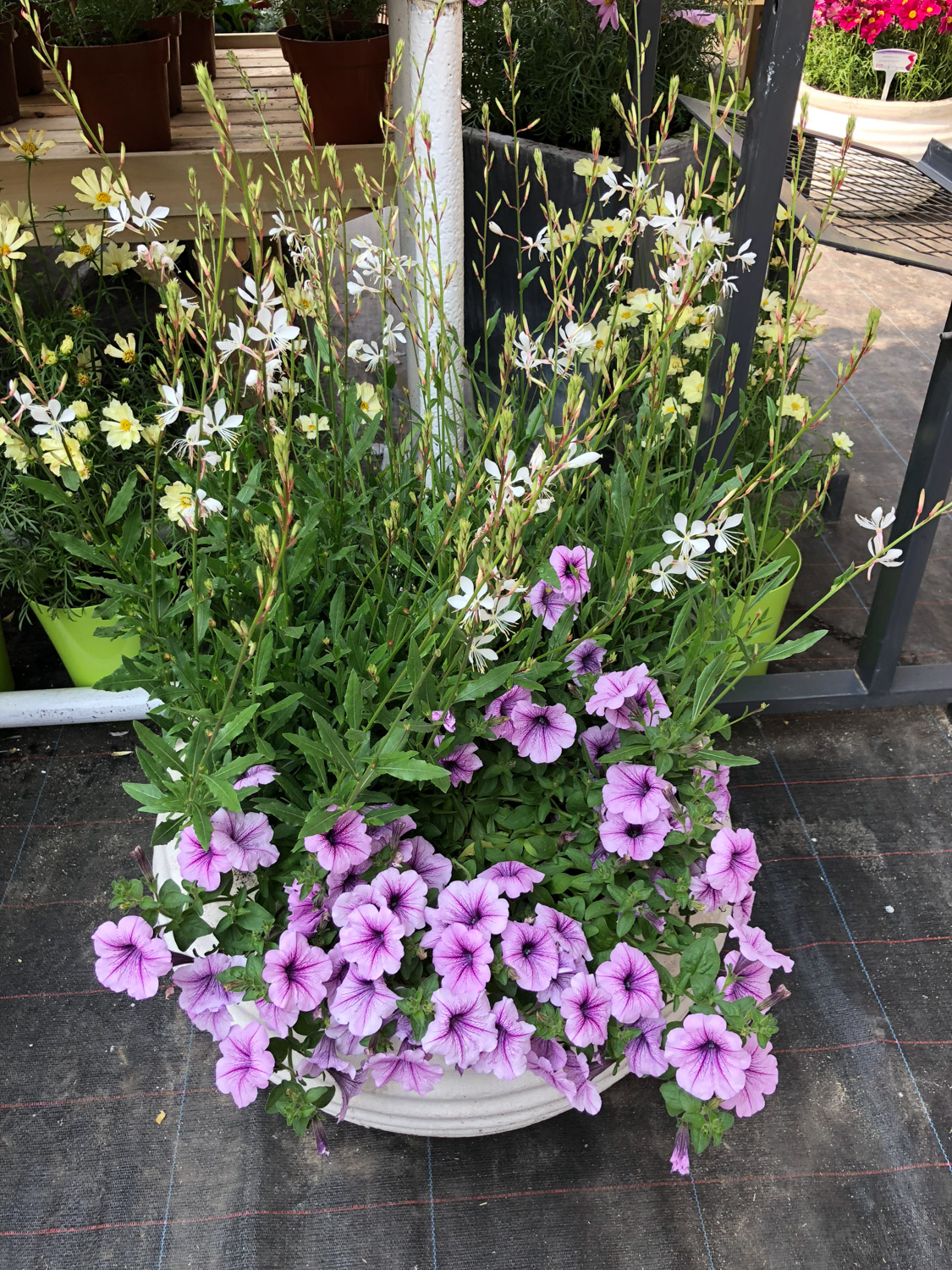 Petunia hybrida