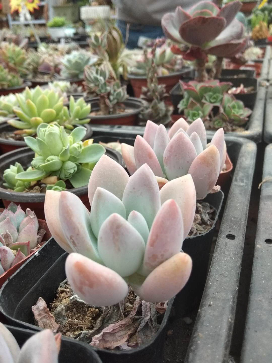 Graptoveria Opalina 