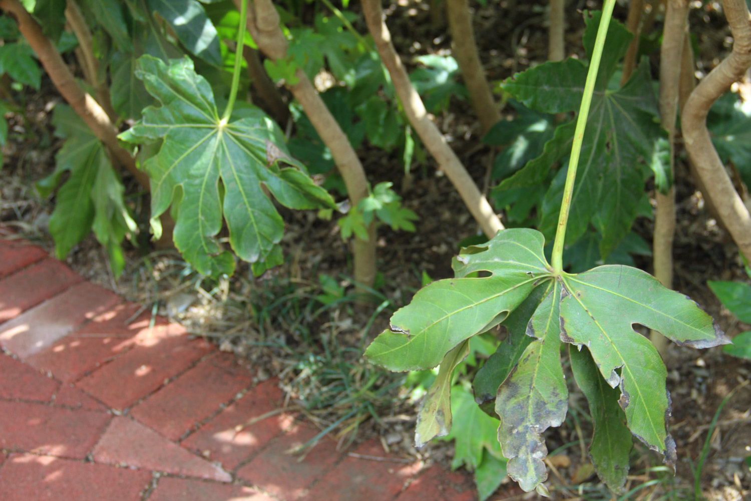 Fatsia japonica