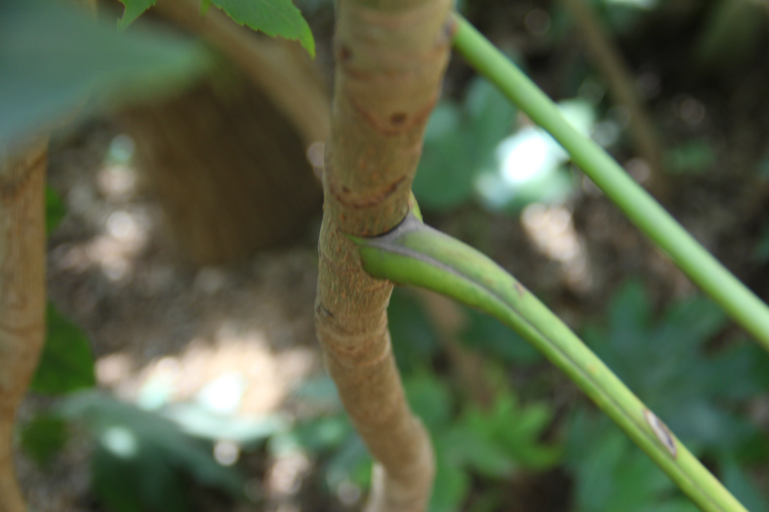 Fatsia japonica