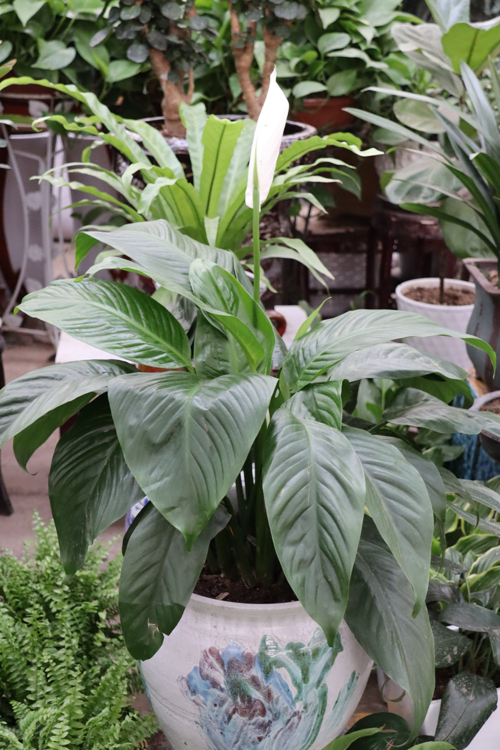 Spathiphyllum