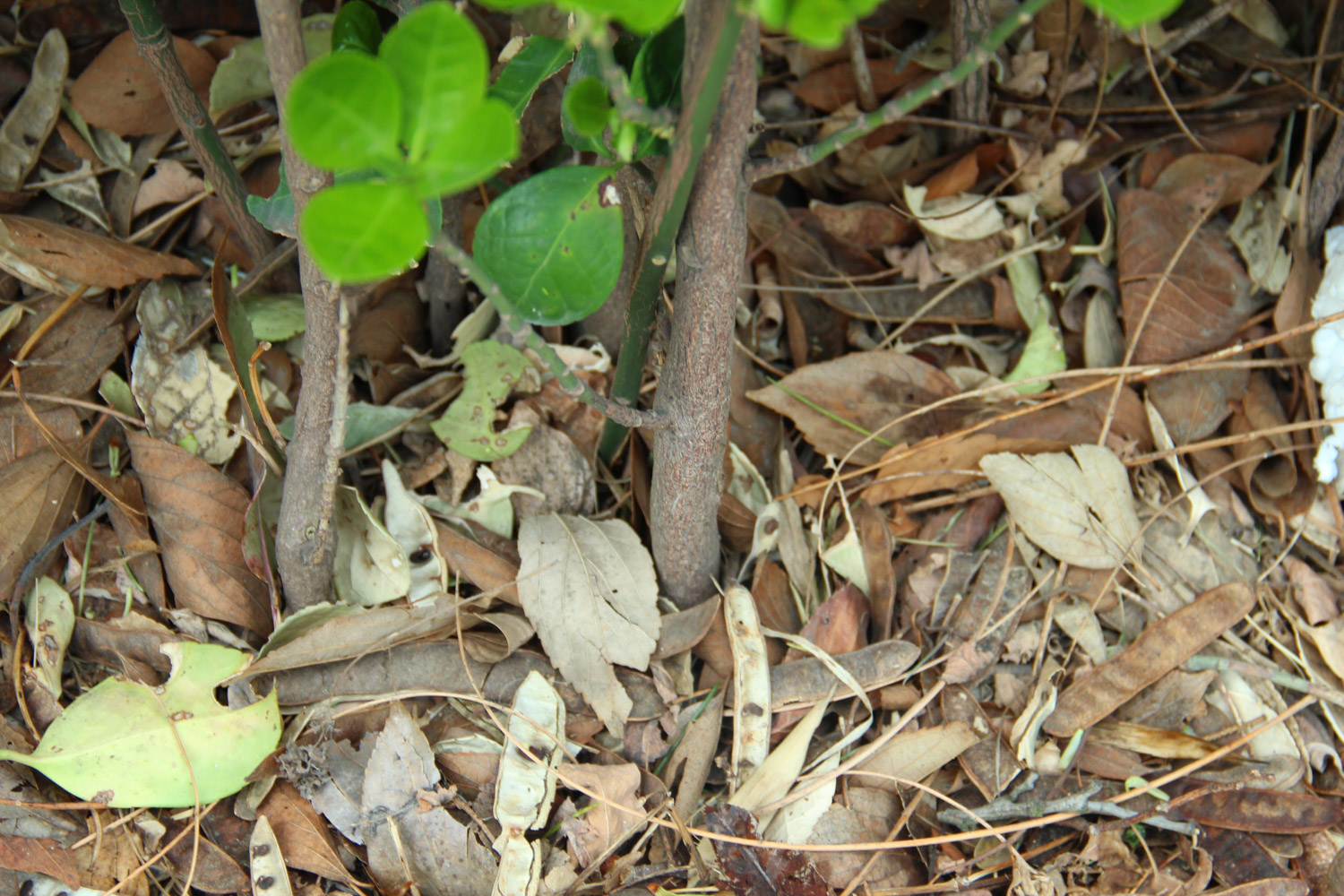 Euonymus japonicus