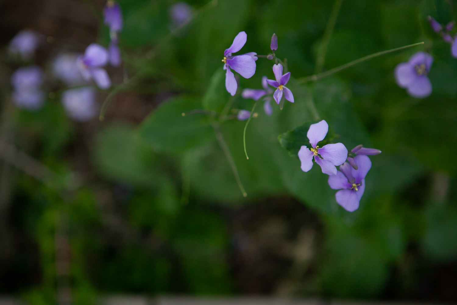 Orychophragmus violaceus