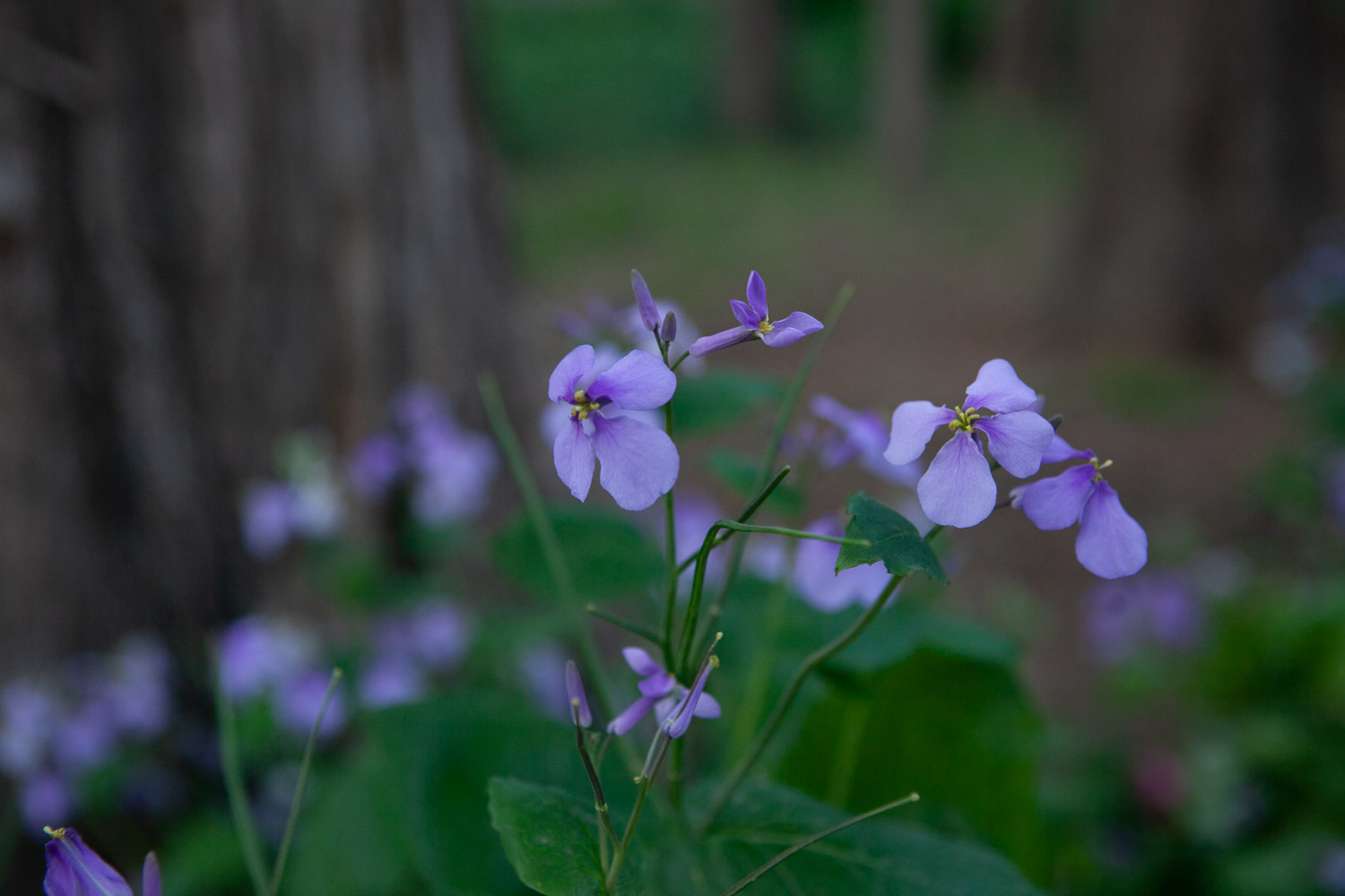 Orychophragmus violaceus